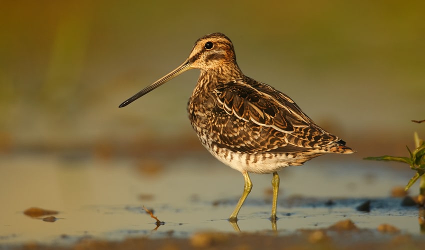 Scolopacidae – Sandpipers & allies: facts, distribution & population